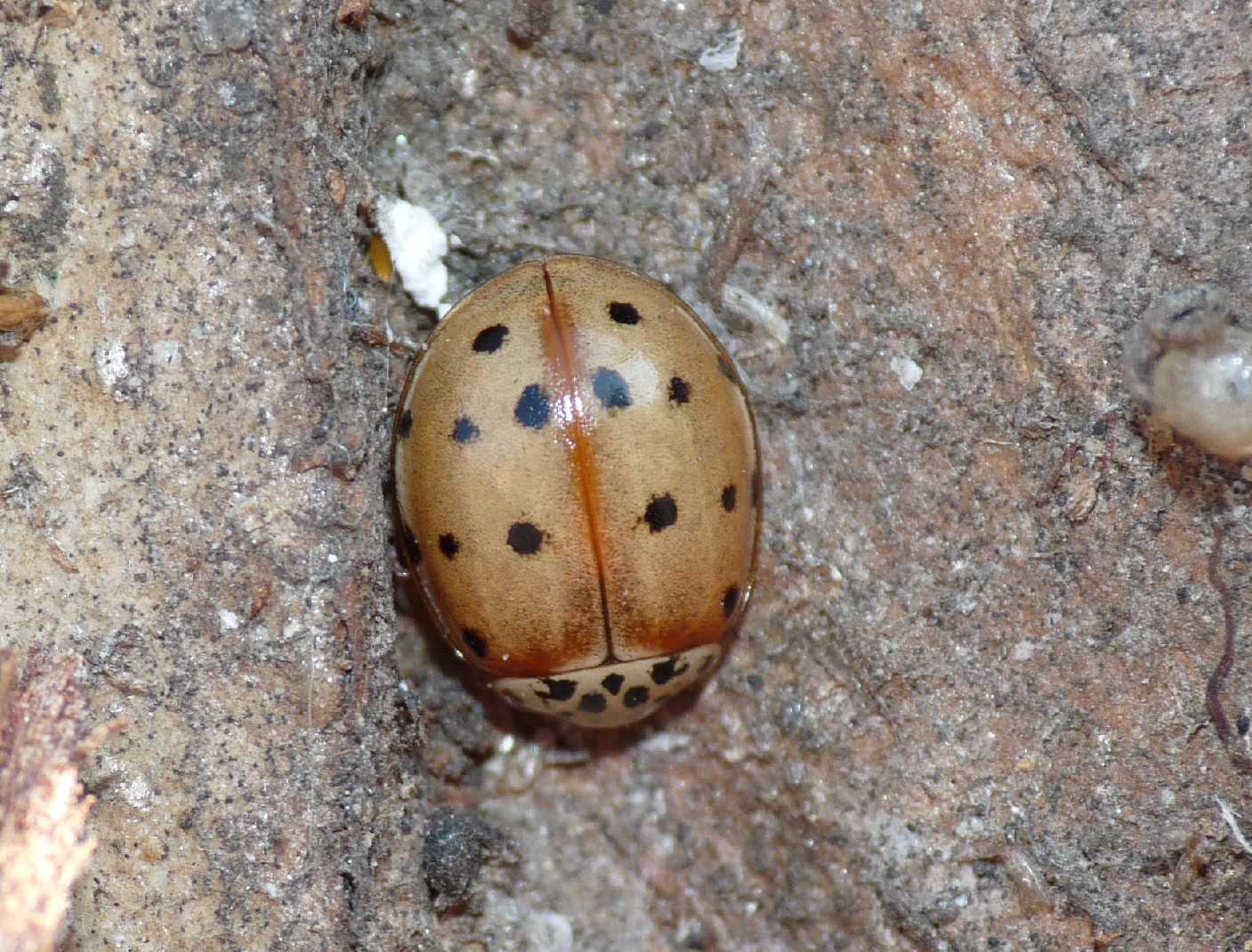 Coccinella chiara